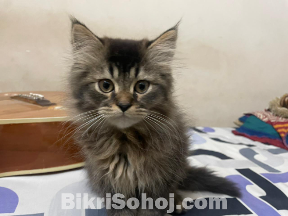 Pure persian breed kitten